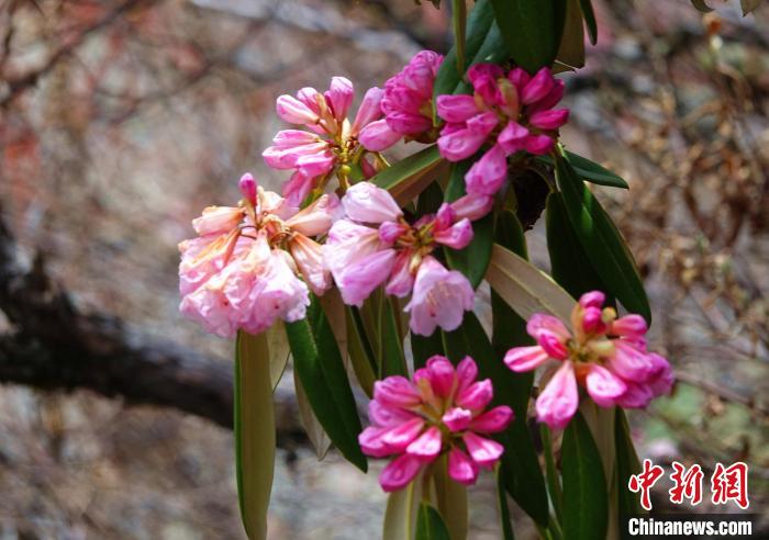 近日，西藏自治區(qū)山南市加查縣索囊溝的杜鵑花競相綻放?！∪轿木?攝