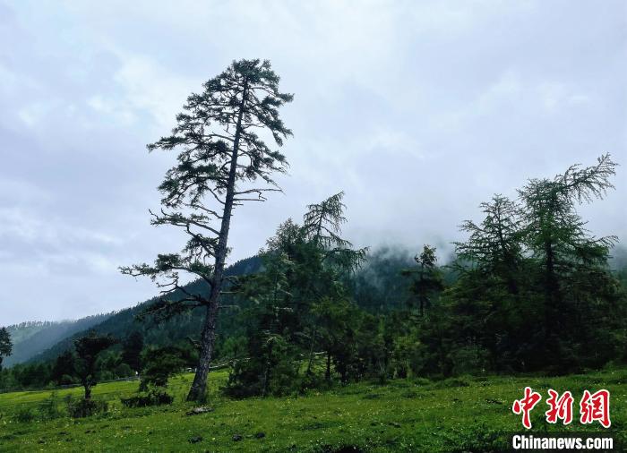 6月10日，魯朗小鎮(zhèn)高山牧場(chǎng)景區(qū)風(fēng)光?！∪轿木?攝