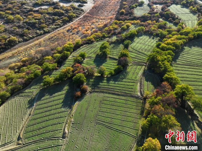 圖為11月8日，雅魯藏布江畔的高原梯田?！《拘?攝