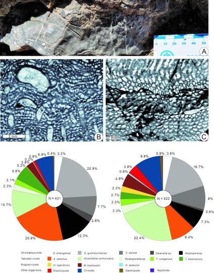 中國(guó)古生物學(xué)家在西藏發(fā)現(xiàn)3.9億年前生物礁