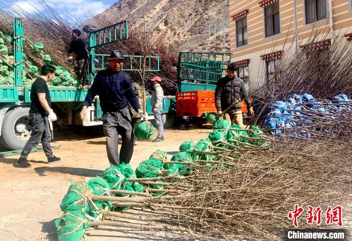 民眾搬運(yùn)苗木。　昌都市芒康縣委宣傳部供圖