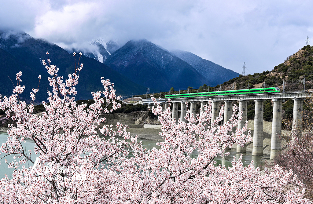 西藏林芝：雪域高原列車穿越花?！?】