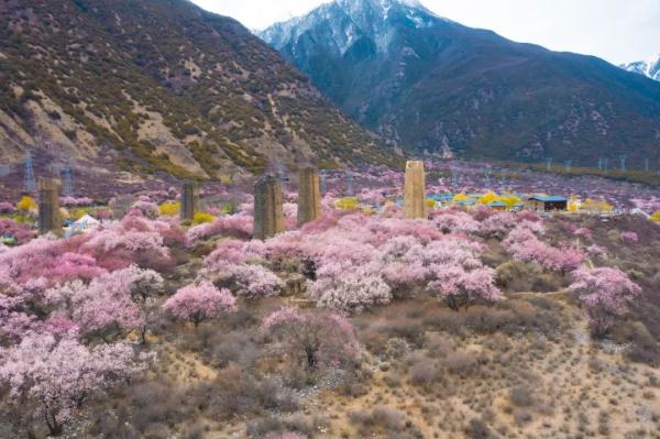 人間桃花源！林芝桃花有多絕？