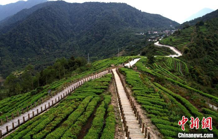 圖為西藏林芝市墨脫縣背崩鄉(xiāng)格林村山頂?shù)木坝^茶園。(無人機照片) 李林 攝