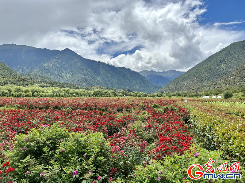 我們的家園丨【組圖】 綠水青山入畫，“金山銀山”筑起