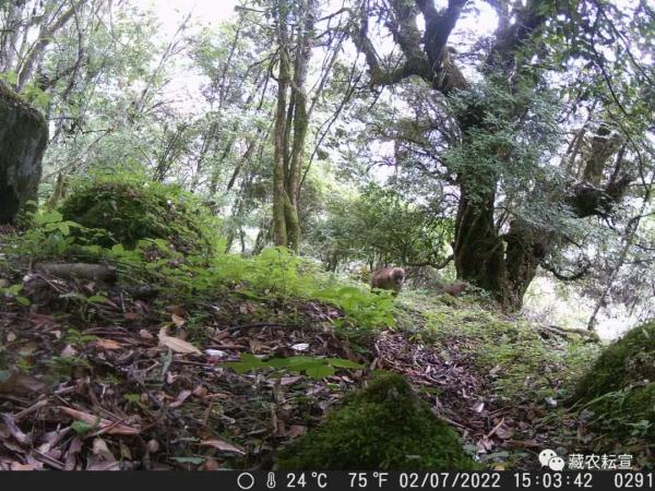 西藏色季拉山發(fā)現(xiàn)雪豹、白頰獼猴等多種珍稀野生動物