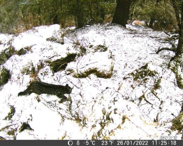 西藏色季拉山發(fā)現(xiàn)雪豹、白頰獼猴等多種珍稀野生動物