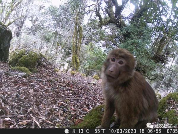 西藏色季拉山發(fā)現(xiàn)雪豹、白頰獼猴等多種珍稀野生動物