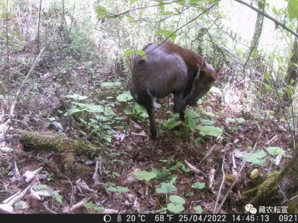 西藏色季拉山發(fā)現(xiàn)雪豹、白頰獼猴等多種珍稀野生動物