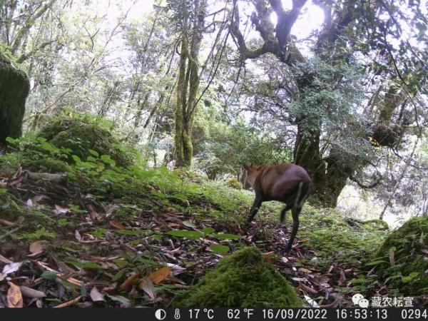 西藏色季拉山發(fā)現(xiàn)雪豹、白頰獼猴等多種珍稀野生動物