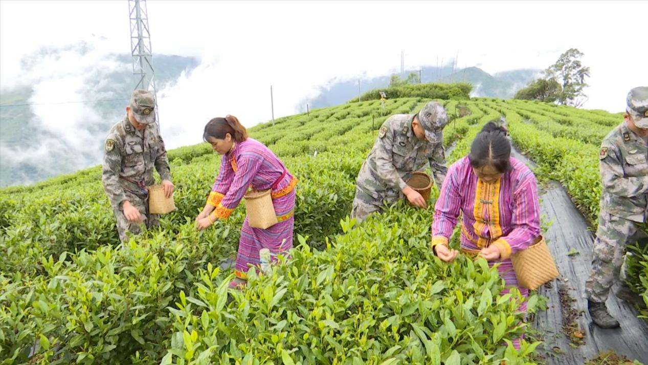 圖為：駐地部隊同當?shù)厝罕娊Y(jié)對共同開展采茶活動