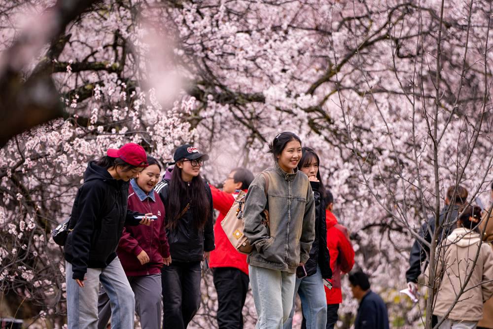 桃花盛開惹人醉，八方游客賞花來(lái)。徐馭堯攝