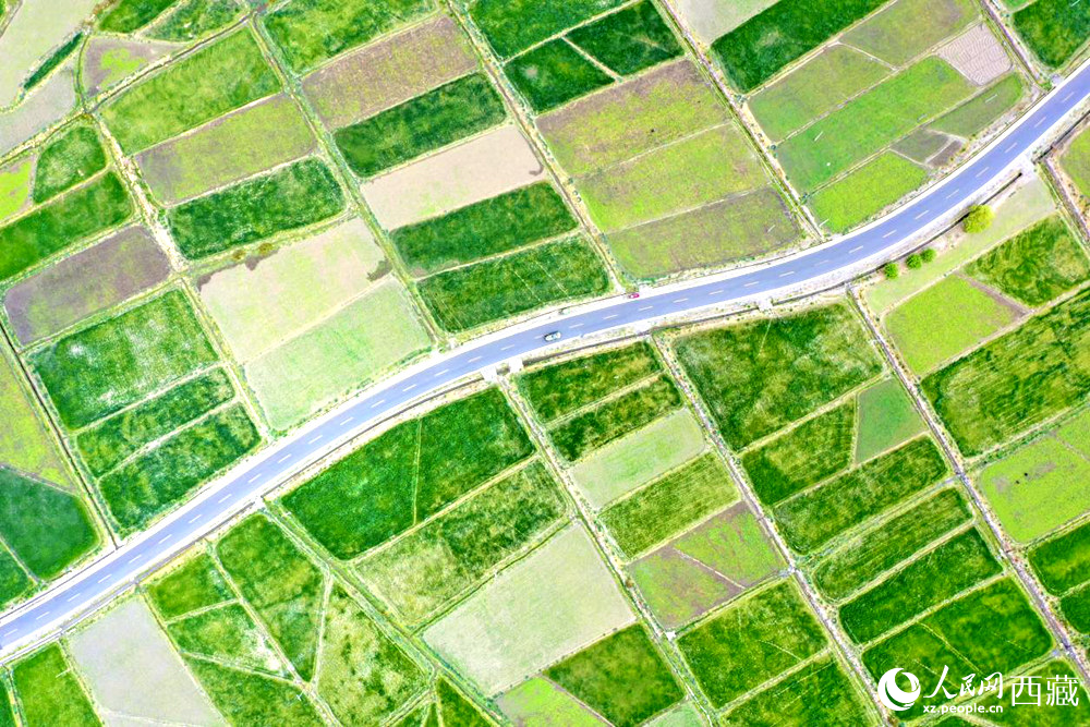 無(wú)人機(jī)視角下的西藏山南市瓊結(jié)農(nóng)田。人民網(wǎng)記者 次仁羅布攝
