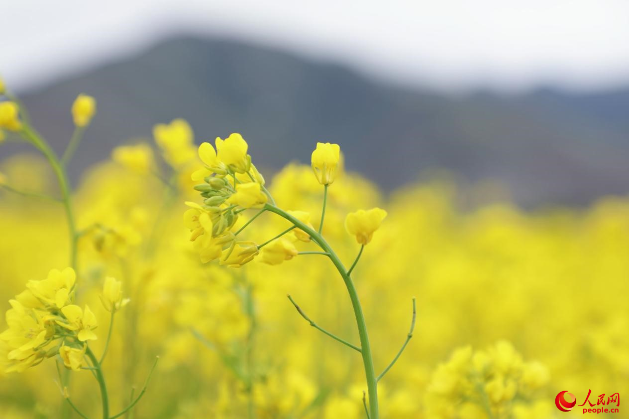 金色油菜花鋪滿大地。 人民網(wǎng) 李海霞攝