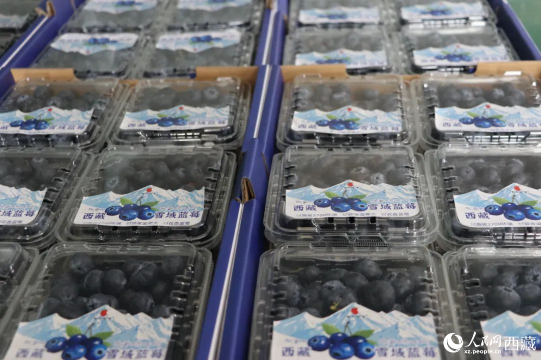 包裝好的藍(lán)莓。次仁龍布攝