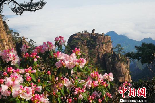 黃山風(fēng)景區(qū)“五一”小長假客流、車流平穩(wěn)