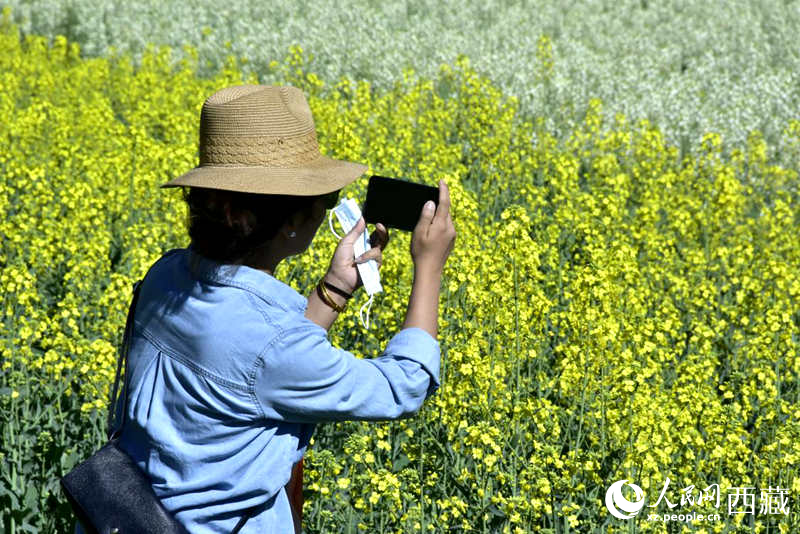 大片油菜花吸引游客到來(lái)。人民網(wǎng) 李海霞攝