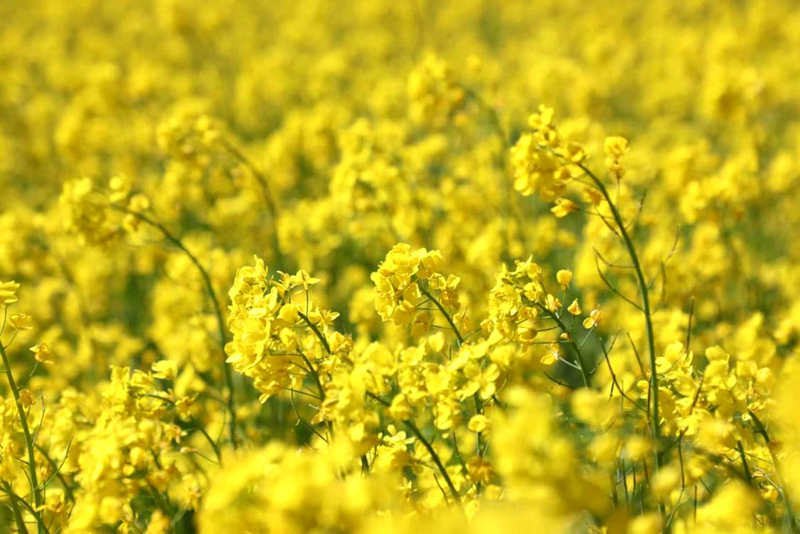 油菜花盛開(kāi)。洛克攝